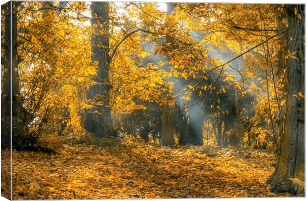 Golden Autumn Woods Canvas Print by Tim Hill