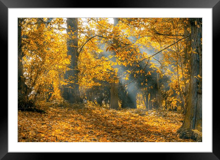Golden Autumn Woods Framed Mounted Print by Tim Hill