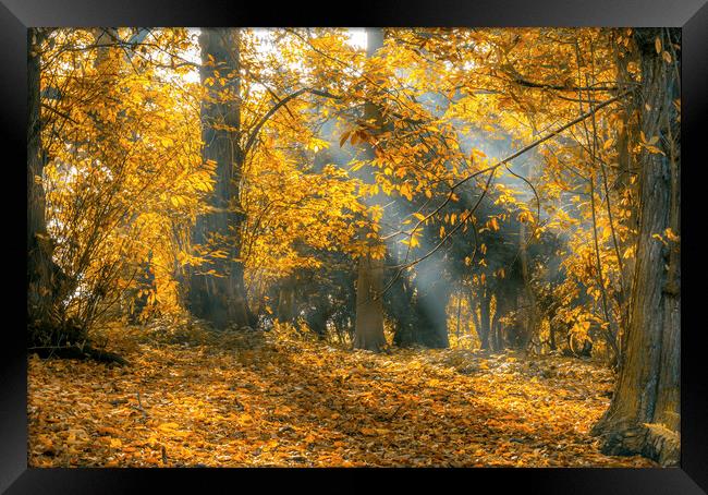 Golden Autumn Woods Framed Print by Tim Hill