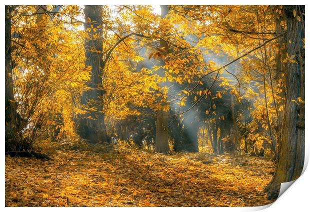 Golden Autumn Woods Print by Tim Hill
