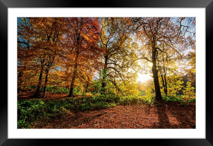 Radiant Autumn Sunrise Framed Mounted Print by Tim Hill
