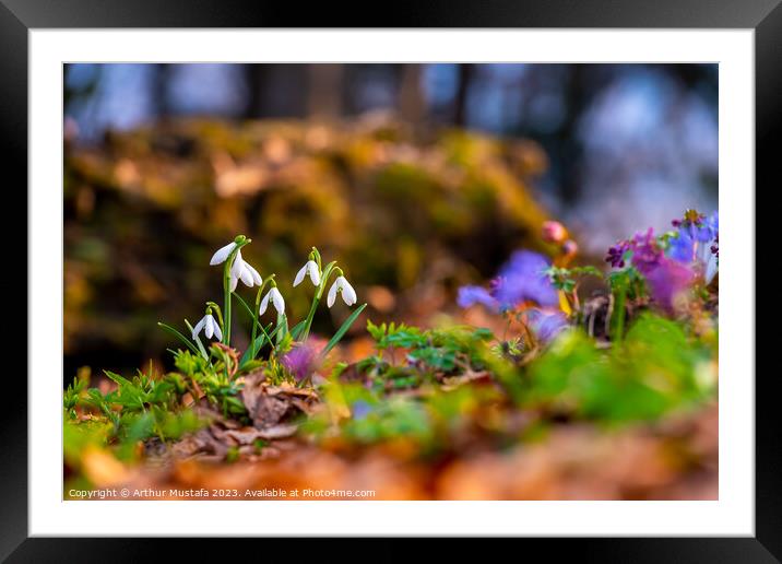 Common snowdrops Galanthus nivalis blooms on the forest floor, w Framed Mounted Print by Arthur Mustafa