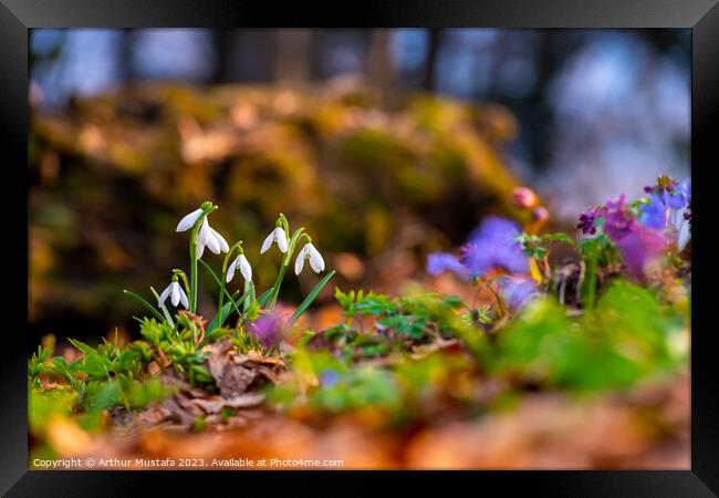 Common snowdrops Galanthus nivalis blooms on the forest floor, w Framed Print by Arthur Mustafa