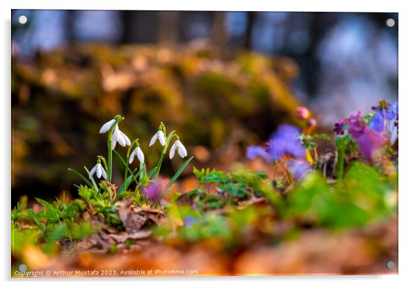 Common snowdrops Galanthus nivalis blooms on the forest floor, w Acrylic by Arthur Mustafa