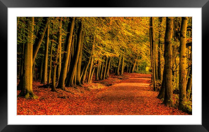 Vibrant Autumn Leaves Framed Mounted Print by Tim Hill