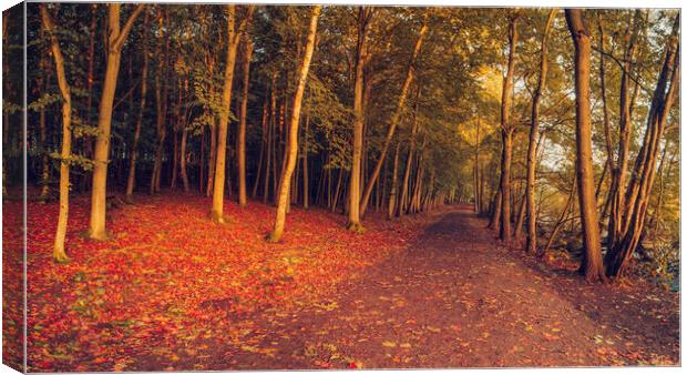 Autumn Woodland Newmillerdam Wakefield Canvas Print by Tim Hill