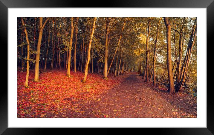 Autumn Woodland Newmillerdam Wakefield Framed Mounted Print by Tim Hill