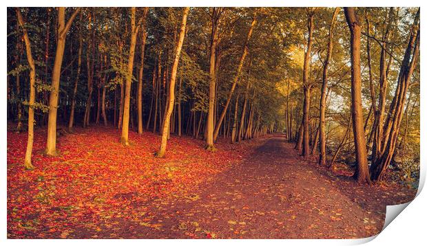 Autumn Woodland Newmillerdam Wakefield Print by Tim Hill