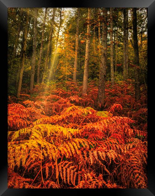 Enchanting Autumn Wonderland Framed Print by Tim Hill