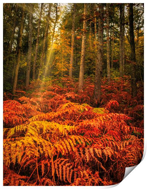 Enchanting Autumn Wonderland Print by Tim Hill