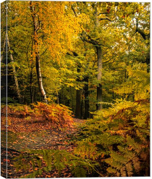 Serene Autumn Woodland Scene Canvas Print by Tim Hill