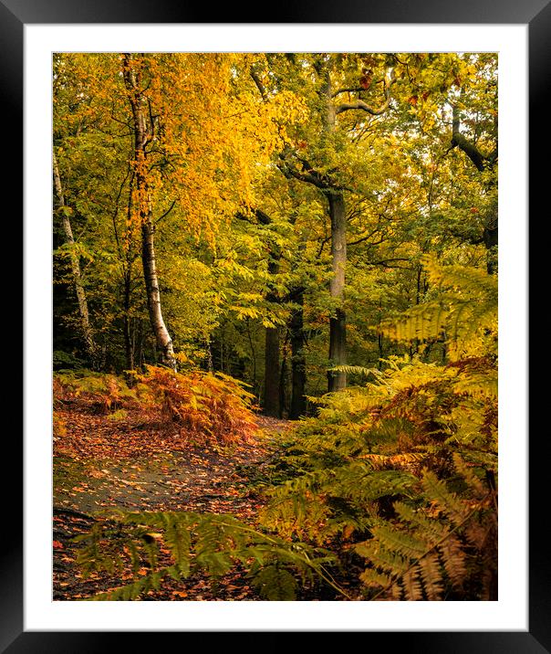 Serene Autumn Woodland Scene Framed Mounted Print by Tim Hill
