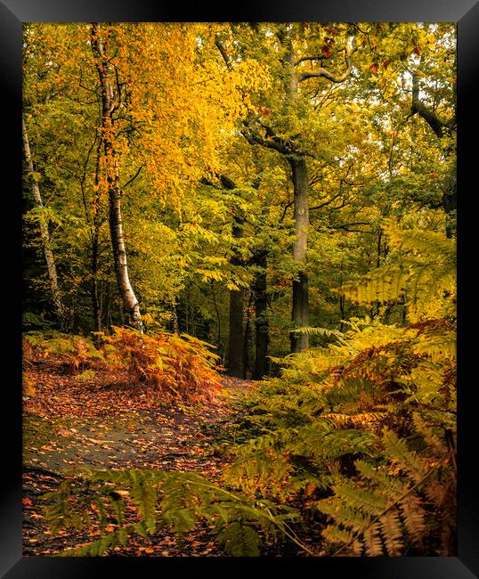 Serene Autumn Woodland Scene Framed Print by Tim Hill