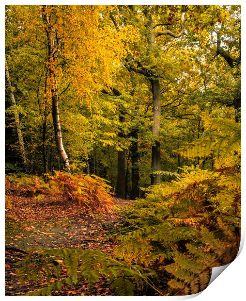 Serene Autumn Woodland Scene Print by Tim Hill