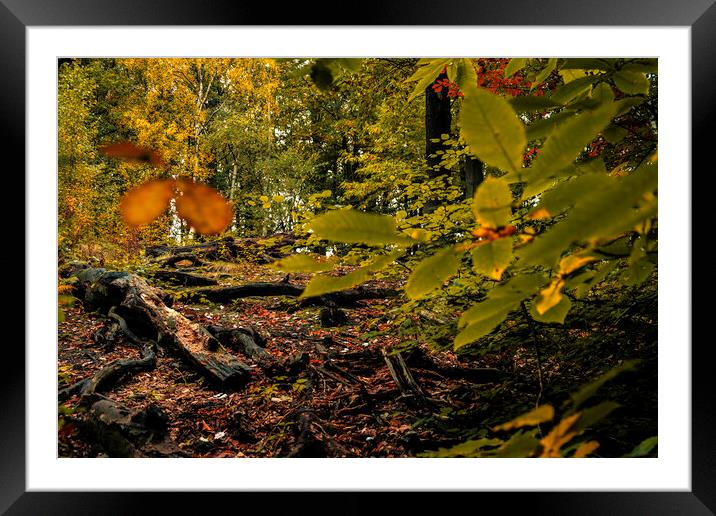 Enchanted Autumn Forest Haven Framed Mounted Print by Tim Hill