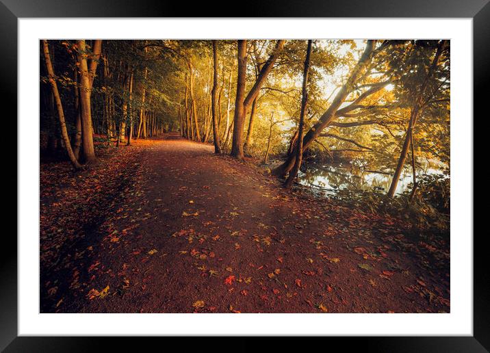 A Symphony of Autumn Colours Framed Mounted Print by Tim Hill