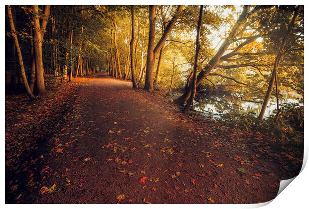 A Symphony of Autumn Colours Print by Tim Hill