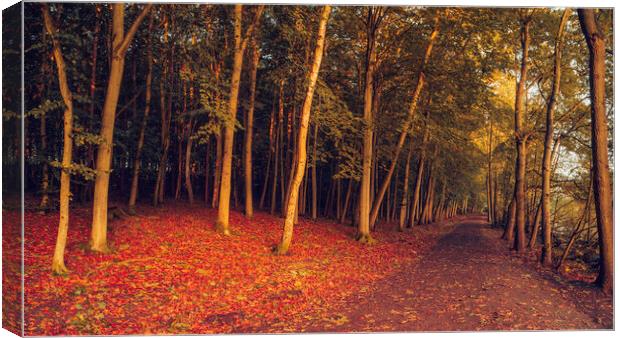 Enchanting Autumn Woodland Wonderland Canvas Print by Tim Hill