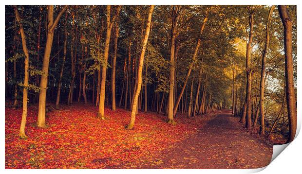 Enchanting Autumn Woodland Wonderland Print by Tim Hill