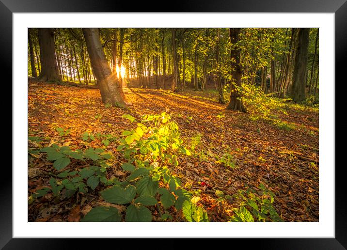 Sunrise at Newmillerdam Wakefield Framed Mounted Print by Tim Hill