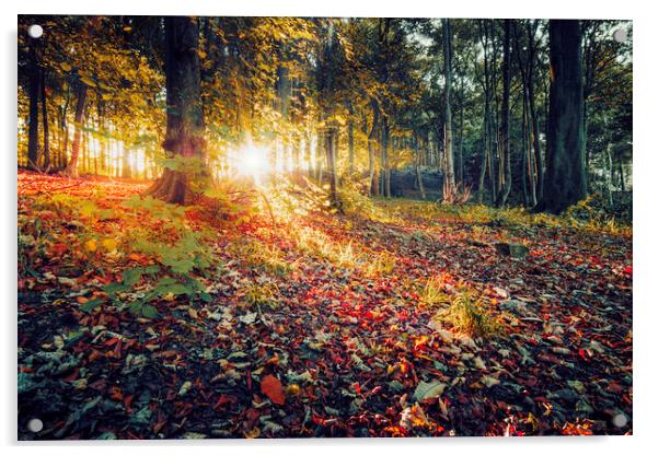 Autumns Radiant Sunrise Acrylic by Tim Hill