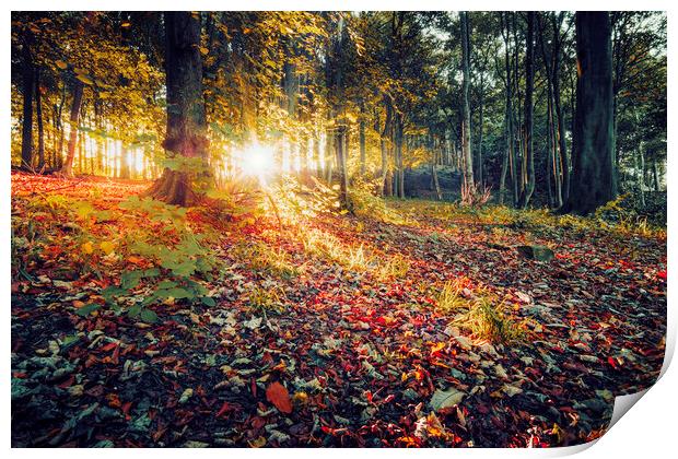Autumns Radiant Sunrise Print by Tim Hill