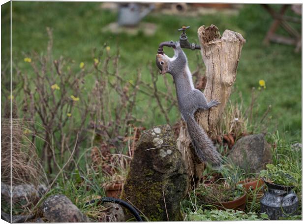 Grey Squirrel,turn the tap on please Canvas Print by kathy white