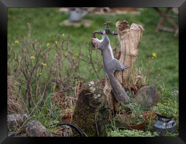 Grey Squirrel,turn the tap on please Framed Print by kathy white