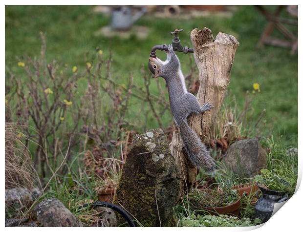 Grey Squirrel,turn the tap on please Print by kathy white