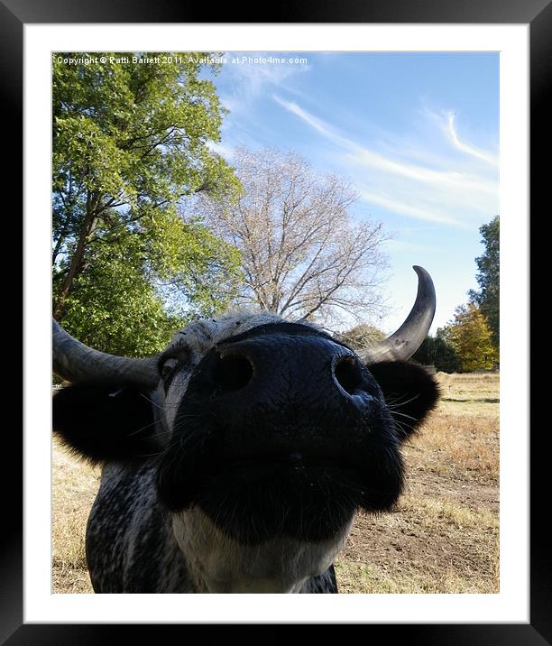 Cow asking for pet Framed Mounted Print by Patti Barrett