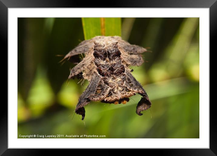 Hag Moth Caterpillar Framed Mounted Print by Craig Lapsley
