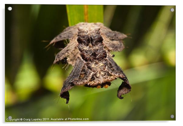 Hag Moth Caterpillar Acrylic by Craig Lapsley