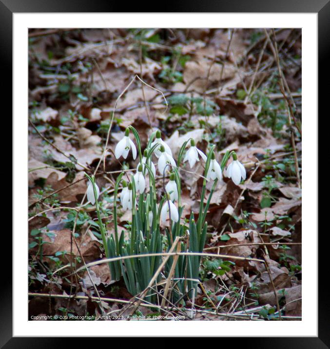 Snowdrops Break Through Framed Mounted Print by GJS Photography Artist