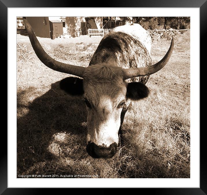 Texas Longhorn Framed Mounted Print by Patti Barrett