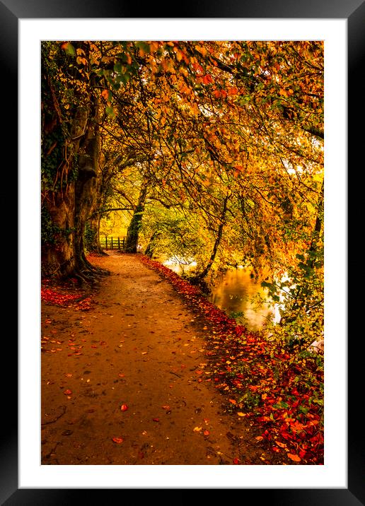 Serene Autumnal Walk Framed Mounted Print by Tim Hill