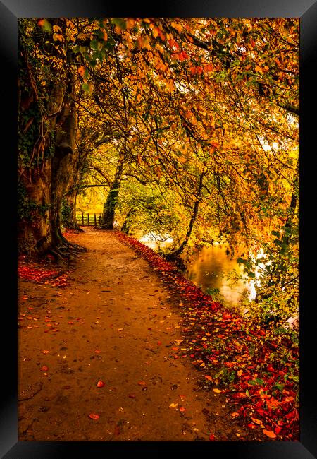 Serene Autumnal Walk Framed Print by Tim Hill