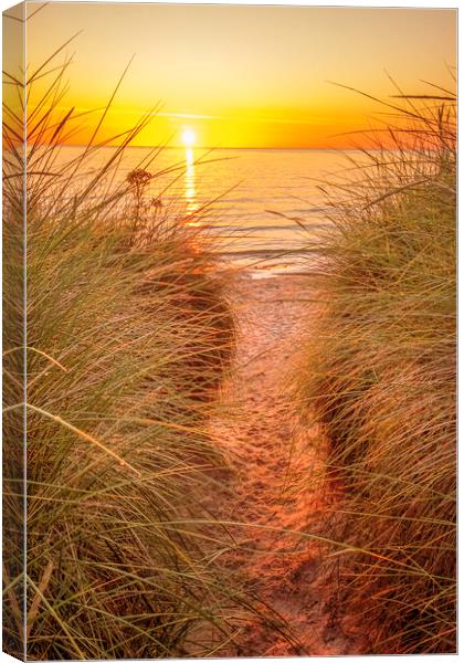 Golden Hour Magic Canvas Print by Tim Hill