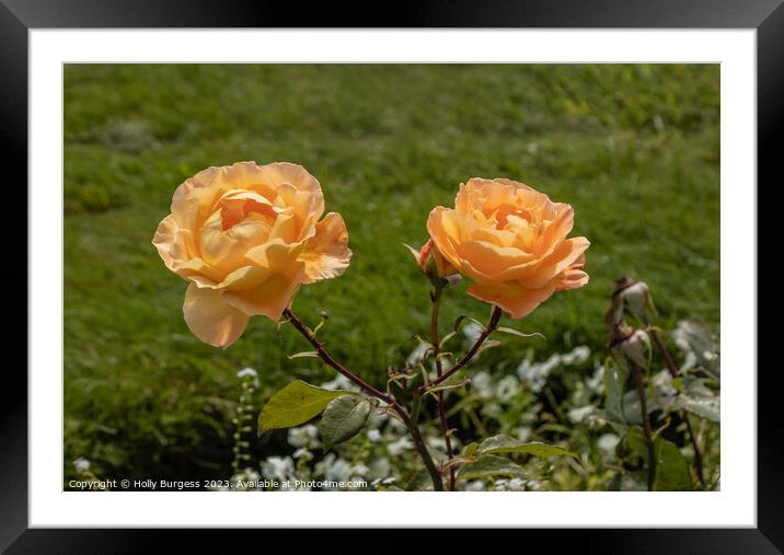 Peach rambling rose Framed Mounted Print by Holly Burgess