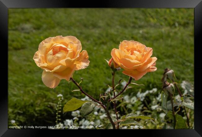 Peach rambling rose Framed Print by Holly Burgess