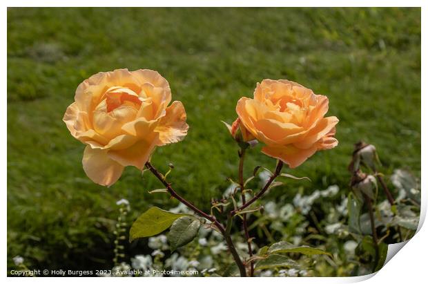 Peach rambling rose Print by Holly Burgess