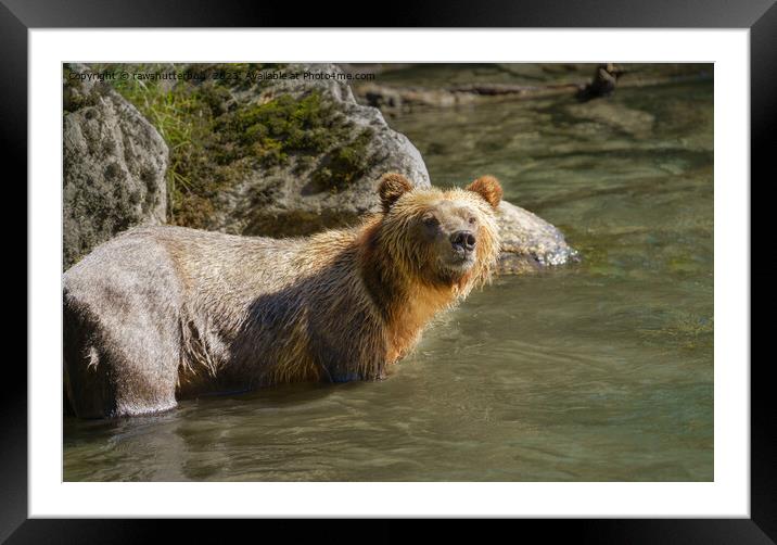 Wild Grizzly Bear At The Orford River Framed Mounted Print by rawshutterbug 