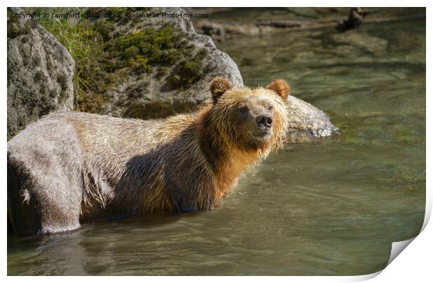 Wild Grizzly Bear At The Orford River Print by rawshutterbug 