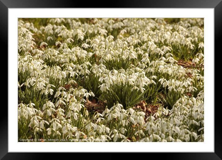 Snowdrop Flowers  Framed Mounted Print by Simon Johnson