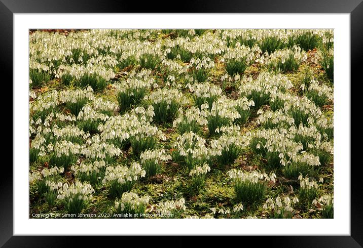 Snowdrop Flowers  Framed Mounted Print by Simon Johnson