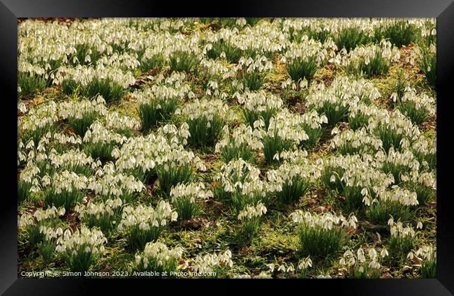 Snowdrop Flowers  Framed Print by Simon Johnson