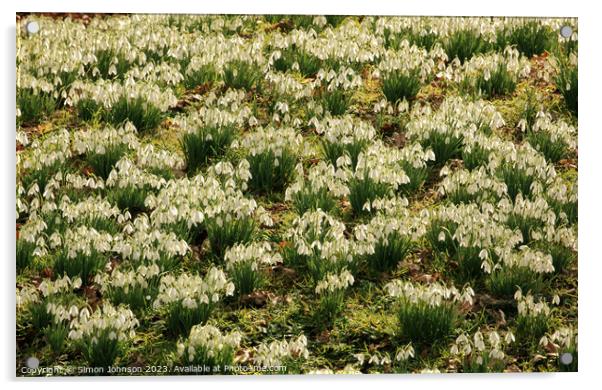 Snowdrop Flowers  Acrylic by Simon Johnson