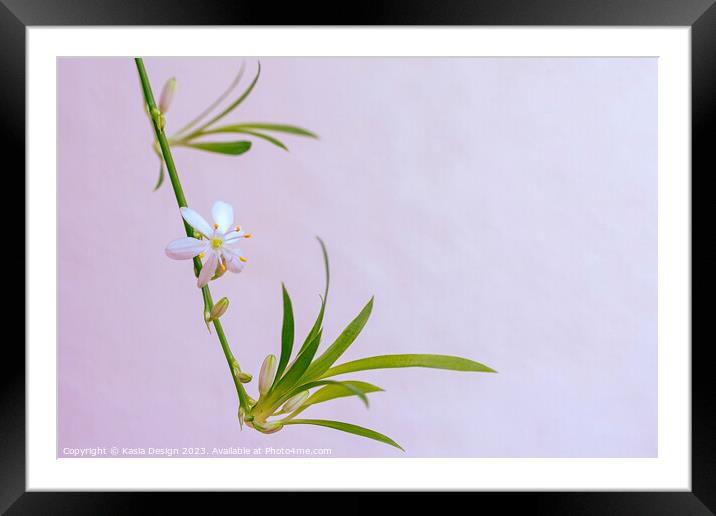 Delicate Flower on a Spider Plant Framed Mounted Print by Kasia Design