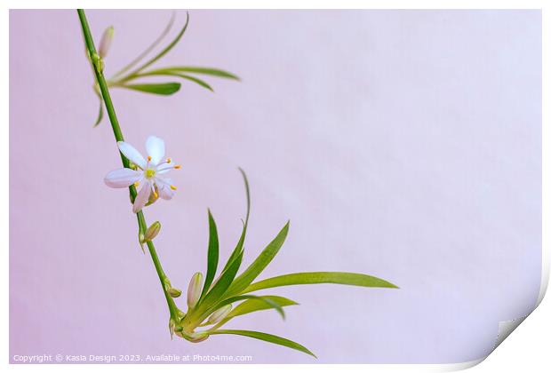 Delicate Flower on a Spider Plant Print by Kasia Design