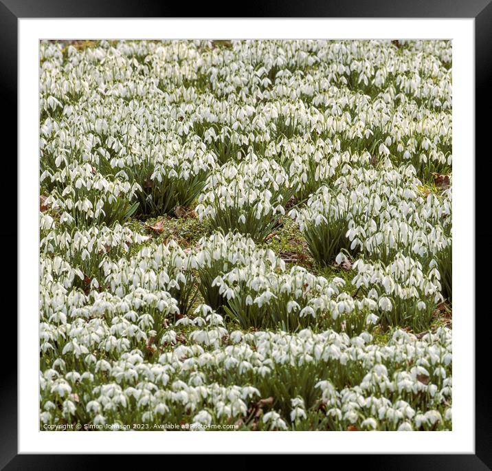 Snowdrop flowers  Framed Mounted Print by Simon Johnson