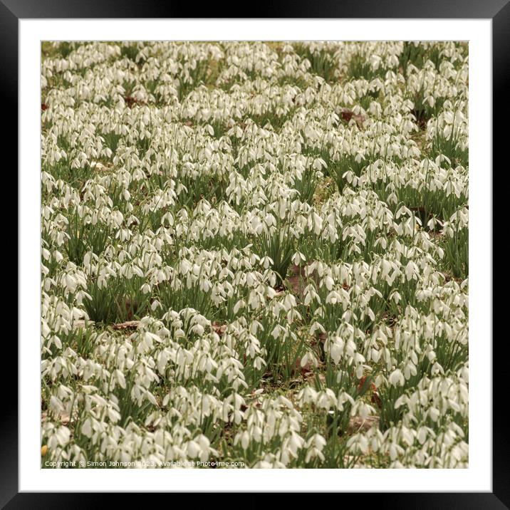 Snowdrops Framed Mounted Print by Simon Johnson